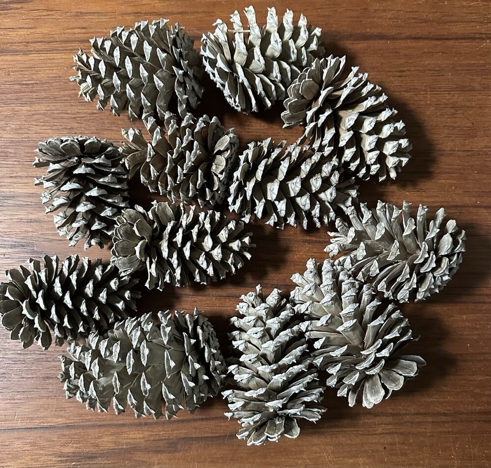 12 Bleached Pinecones for Decor or Crafting 3"-5"